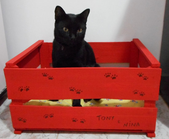 Customizando caixa para gatos